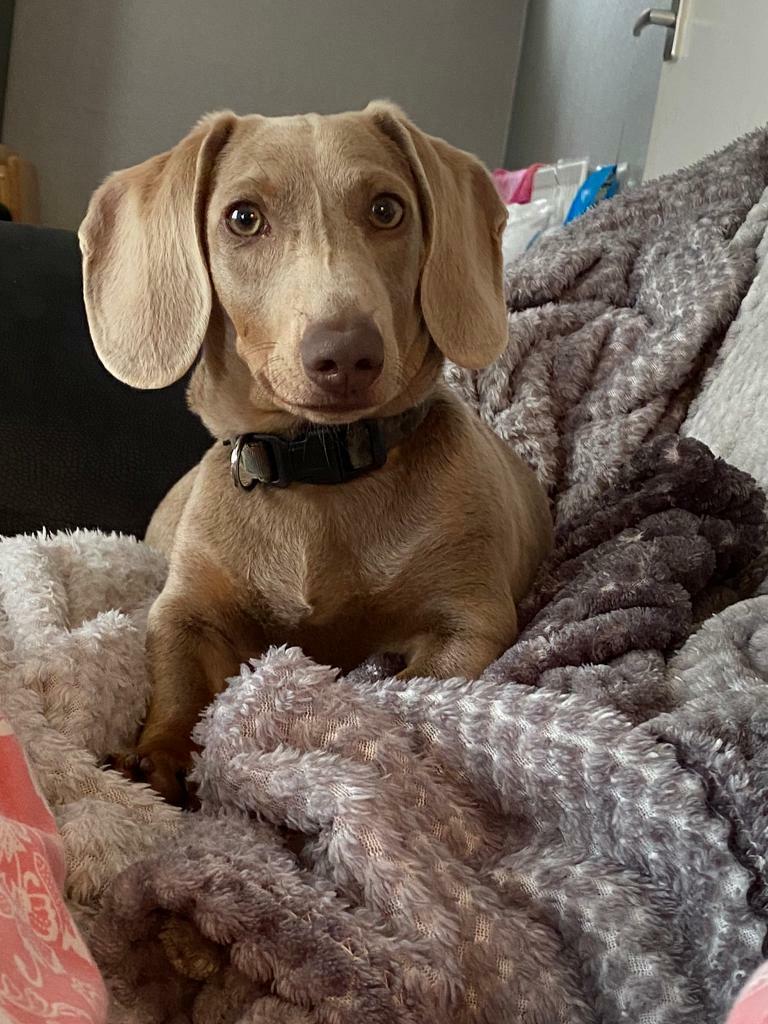 sausage dog gumtree